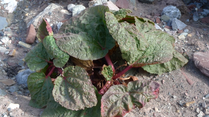 Цветы Памира. Фотогербарий. Часть 1. (Альпинизм, горные растения)