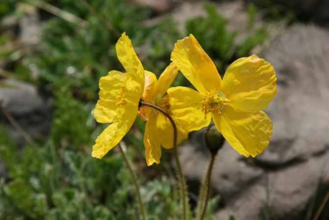 Цветы Памира. Фотогербарий. Часть 1. (Альпинизм, горные растения)