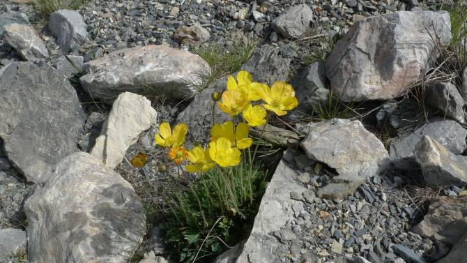 Цветы Памира. Фотогербарий. Часть 1. (Альпинизм, горные растения)