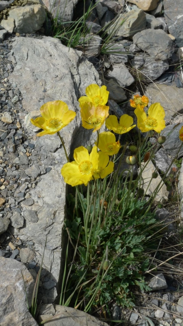 Цветы Памира. Фотогербарий. Часть 1. (Альпинизм, горные растения)