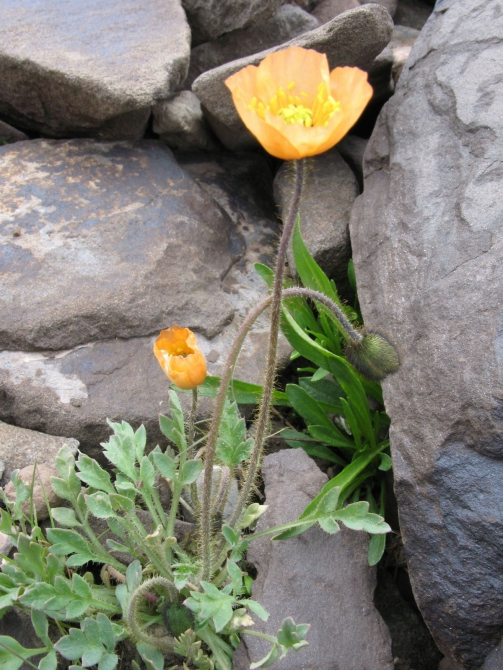 Цветы Памира. Фотогербарий. Часть 1. (Альпинизм, горные растения)