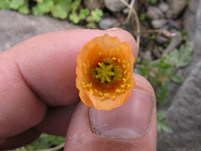 Цветы Памира. Фотогербарий. Часть 1. (Альпинизм, горные растения)