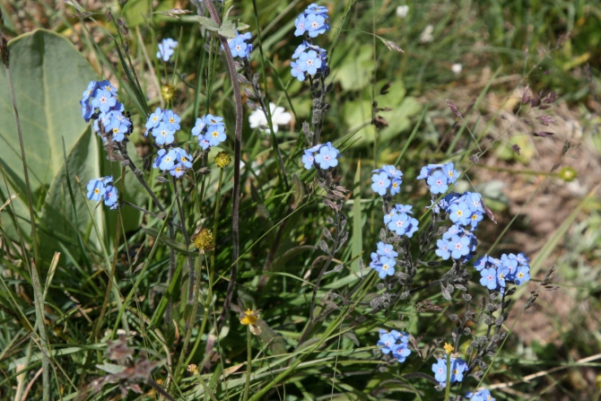 Цветы Памира. Фотогербарий. Часть 1. (Альпинизм, горные растения)