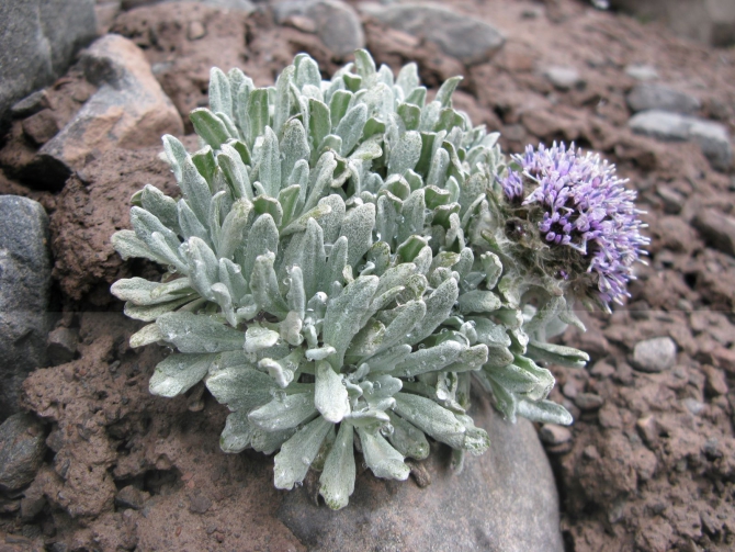 Цветы Памира. Фотогербарий. Часть 1. (Альпинизм, горные растения)