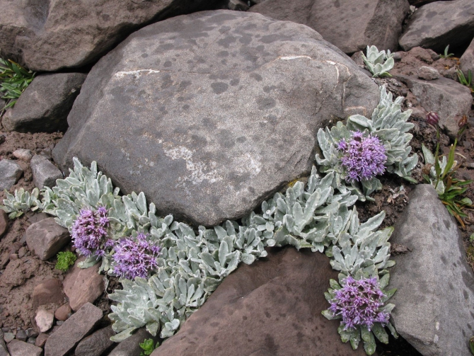 Цветы Памира. Фотогербарий. Часть 1. (Альпинизм, горные растения)