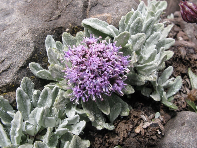 Цветы Памира. Фотогербарий. Часть 1. (Альпинизм, горные растения)