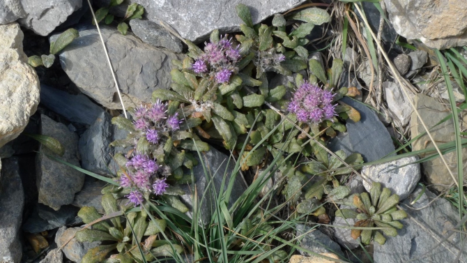 Цветы Памира. Фотогербарий. Часть 1. (Альпинизм, горные растения)