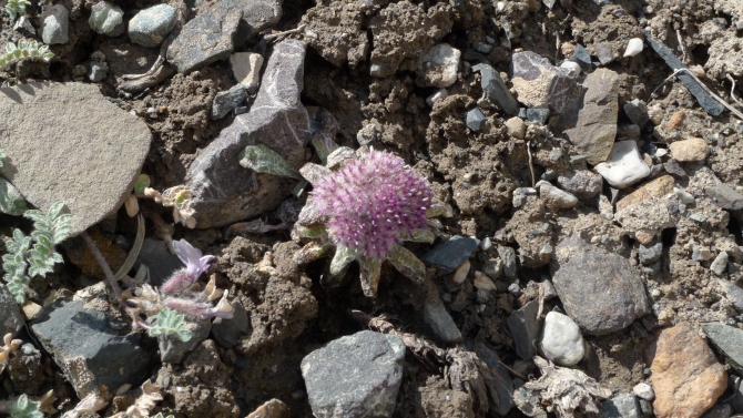 Цветы Памира. Фотогербарий. Часть 1. (Альпинизм, горные растения)