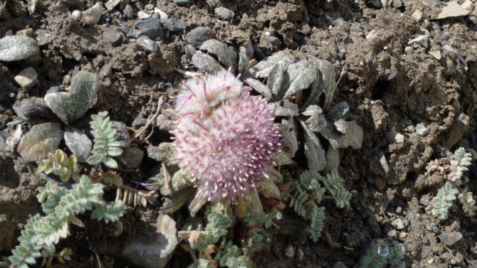 Цветы Памира. Фотогербарий. Часть 1. (Альпинизм, горные растения)