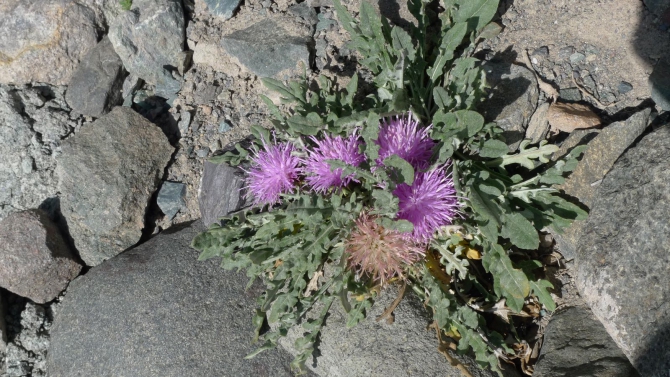 Цветы Памира. Фотогербарий. Часть 1. (Альпинизм, горные растения)