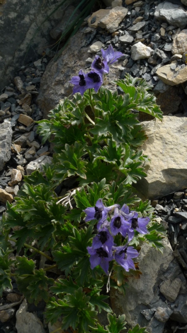 Цветы Памира. Фотогербарий. Часть 1. (Альпинизм, горные растения)