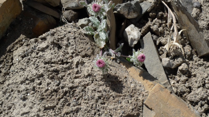 Цветы Памира. Фотогербарий. Часть 1. (Альпинизм, горные растения)