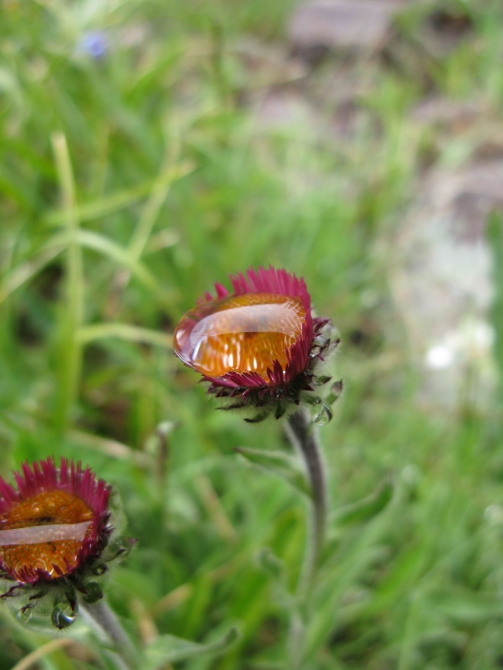 Цветы Памира. Фотогербарий. Часть 1. (Альпинизм, горные растения)