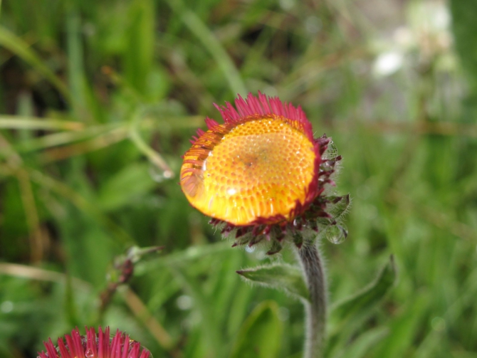 Цветы Памира. Фотогербарий. Часть 1. (Альпинизм, горные растения)