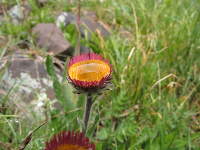 Цветы Памира. Фотогербарий. Часть 1. (Альпинизм, горные растения)