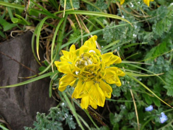 Цветы Памира. Фотогербарий. Часть 1. (Альпинизм, горные растения)