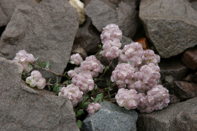 Цветы Памира. Фотогербарий. Часть 1. (Альпинизм, горные растения)