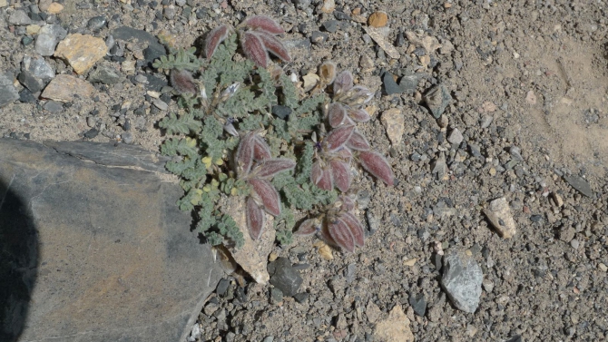 Цветы Памира. Фотогербарий. Часть 1. (Альпинизм, горные растения)