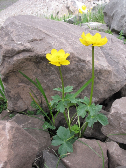 Цветы Памира. Фотогербарий. Часть 2. (Альпинизм, горные растения)