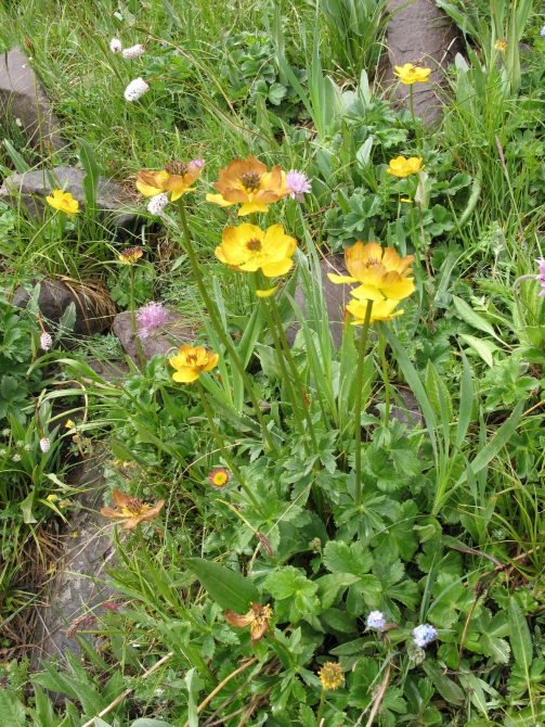 Цветы Памира. Фотогербарий. Часть 2. (Альпинизм, горные растения)