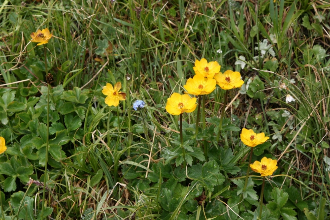 Цветы Памира. Фотогербарий. Часть 2. (Альпинизм, горные растения)