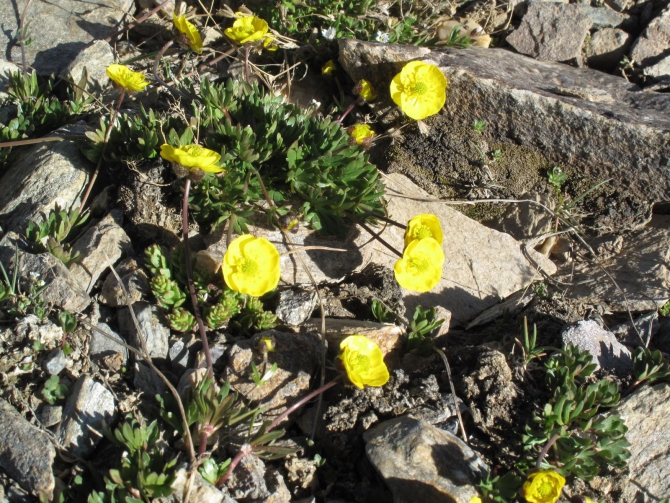 Цветы Памира. Фотогербарий. Часть 2. (Альпинизм, горные растения)
