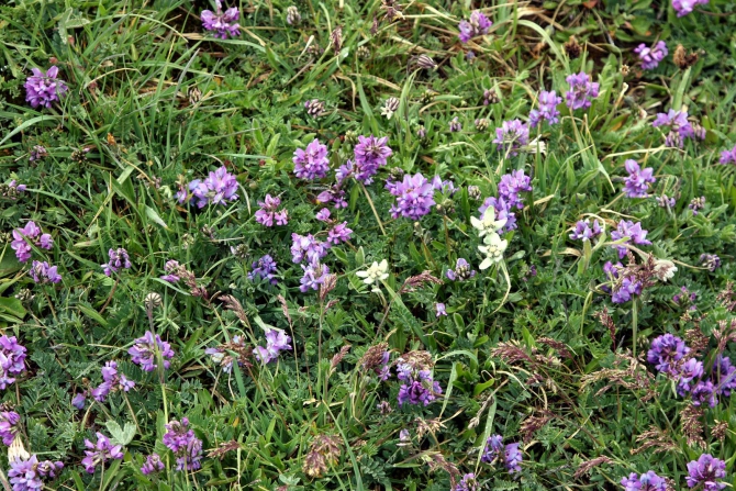 Цветы Памира. Фотогербарий. Часть 2. (Альпинизм, горные растения)