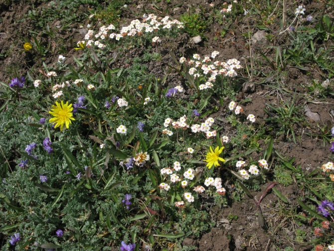Цветы Памира. Фотогербарий. Часть 2. (Альпинизм, горные растения)