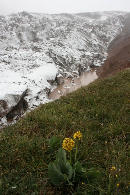 Цветы Памира. Фотогербарий. Часть 2. (Альпинизм, горные растения)
