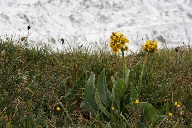 Цветы Памира. Фотогербарий. Часть 2. (Альпинизм, горные растения)