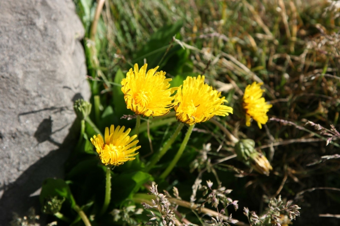Цветы Памира. Фотогербарий. Часть 2. (Альпинизм, горные растения)