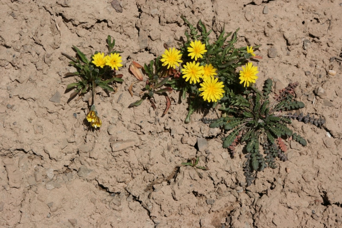 Цветы Памира. Фотогербарий. Часть 2. (Альпинизм, горные растения)