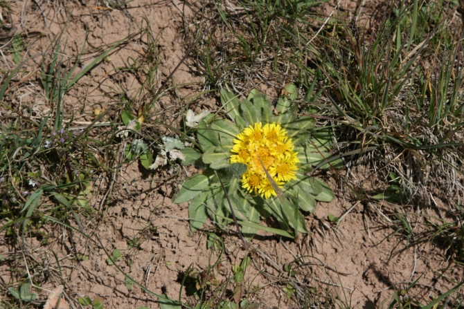Цветы Памира. Фотогербарий. Часть 2. (Альпинизм, горные растения)