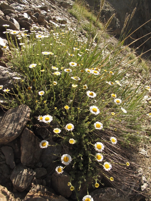 Цветы Памира. Фотогербарий. Часть 2. (Альпинизм, горные растения)