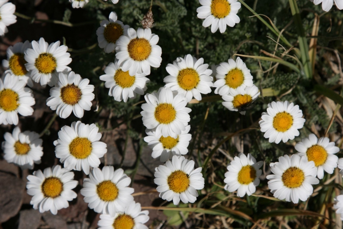 Цветы Памира. Фотогербарий. Часть 2. (Альпинизм, горные растения)