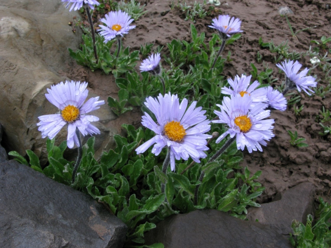 Цветы Памира. Фотогербарий. Часть 2. (Альпинизм, горные растения)