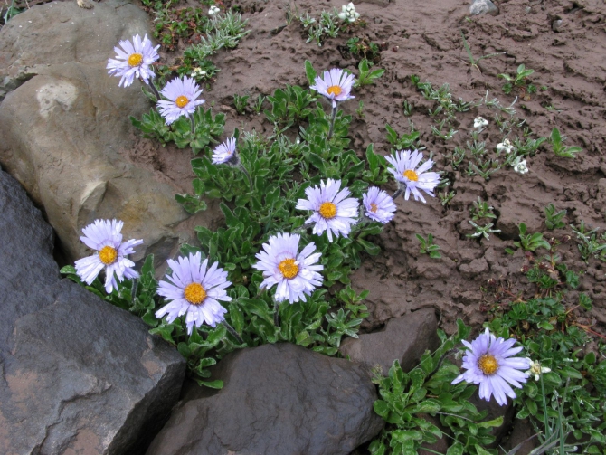 Цветы Памира. Фотогербарий. Часть 2. (Альпинизм, горные растения)