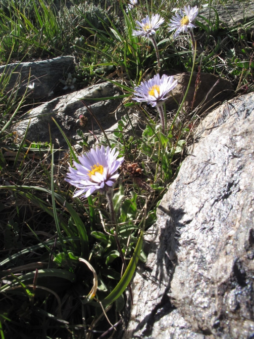 Цветы Памира. Фотогербарий. Часть 2. (Альпинизм, горные растения)