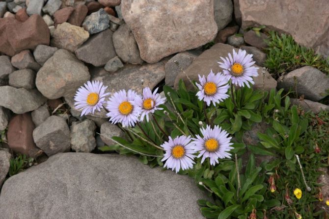 Цветы Памира. Фотогербарий. Часть 2. (Альпинизм, горные растения)