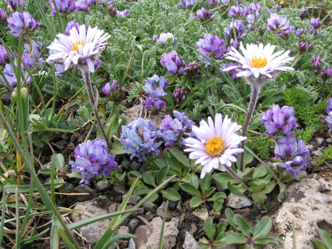 Цветы Памира. Фотогербарий. Часть 2. (Альпинизм, горные растения)