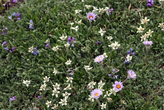 Цветы Памира. Фотогербарий. Часть 2. (Альпинизм, горные растения)