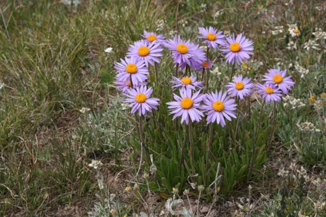 Цветы Памира. Фотогербарий. Часть 2. (Альпинизм, горные растения)