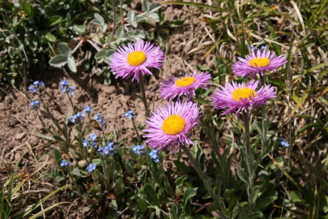 Цветы Памира. Фотогербарий. Часть 2. (Альпинизм, горные растения)