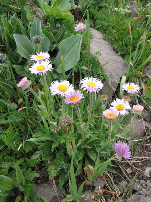 Цветы Памира. Фотогербарий. Часть 2. (Альпинизм, горные растения)