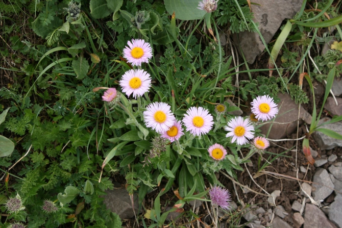 Цветы Памира. Фотогербарий. Часть 2. (Альпинизм, горные растения)