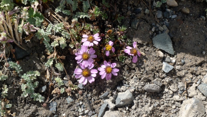 Цветы Памира. Фотогербарий. Часть 2. (Альпинизм, горные растения)