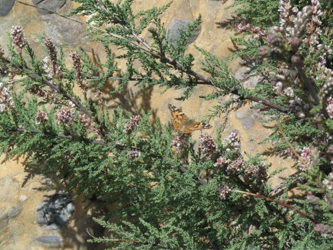 Цветы Памира. Фотогербарий. Часть 2. (Альпинизм, горные растения)