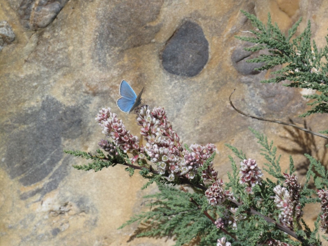 Цветы Памира. Фотогербарий. Часть 2. (Альпинизм, горные растения)