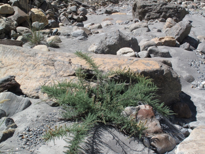 Цветы Памира. Фотогербарий. Часть 2. (Альпинизм, горные растения)