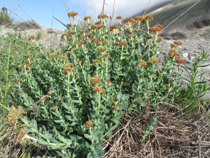 Цветы Памира. Фотогербарий. Часть 2. (Альпинизм, горные растения)